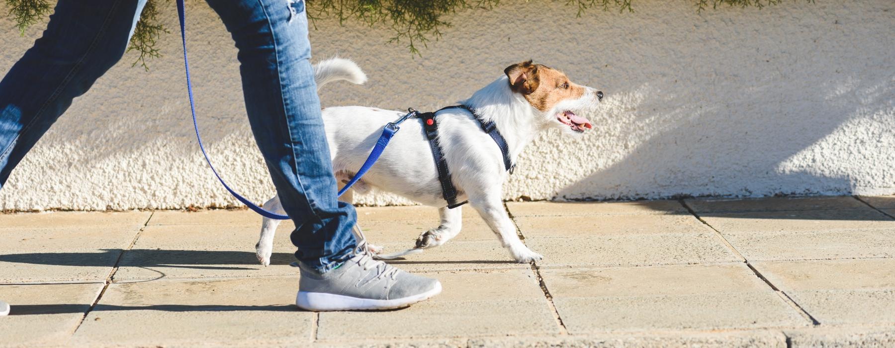 a person walking a dog